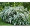 Spiraea x vanhouttei / Спирея Майски сняг