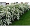 Spiraea x vanhouttei / Спирея Майски сняг