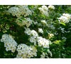 Spiraea x vanhouttei / Спирея Майски сняг