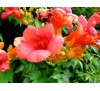Tekoma Campsis radicans / Текома, Кампсис