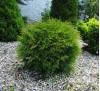 Thuja occidentalis Tiny Tim / Западна туя Тайни Тим