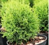 Thuja occidentalis Tiny Tim / Западна туя Тайни Тим