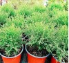 Thuja occidentalis Tiny Tim / Западна туя Тайни Тим
