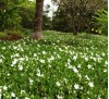 Vinca minor f alba / Малка винка бяла, Зимзелен 
