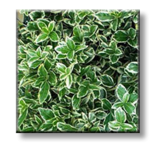 Euonymus fortunei "EMERALD GAIETY" / Радиканс бяло-зелен