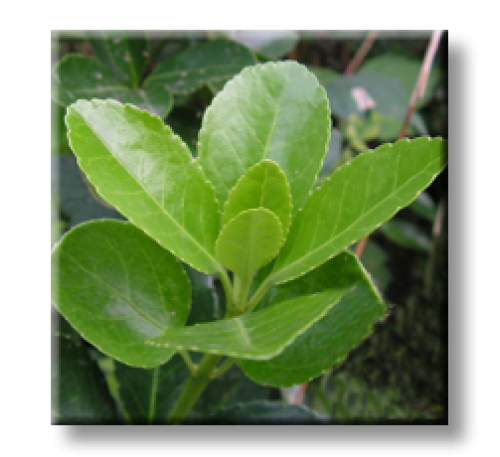 Euonymus japonicus / Японски чашкодрян