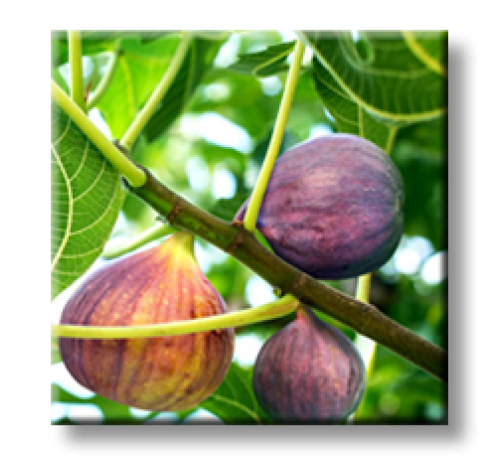 Ficus carica L. / Смокиня
