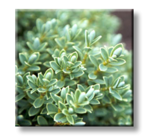 Hebe pinguifolia, Hebe topiaria / Хебе дебелолистно