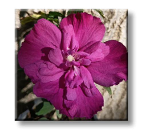 Hibiscus Magenta Chiffon / Хибискус шифон лилав 