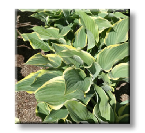 Hosta Regal Splendor
