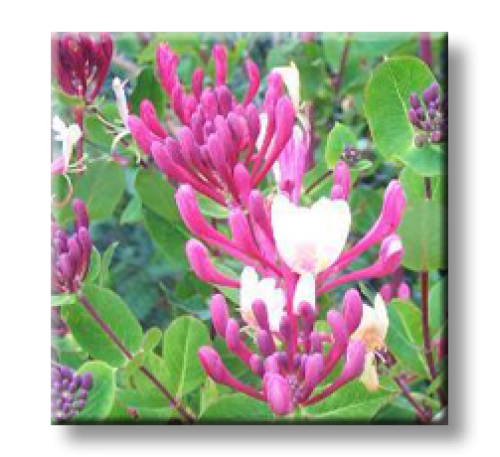 Lonicera x americana / Лоницера Американа