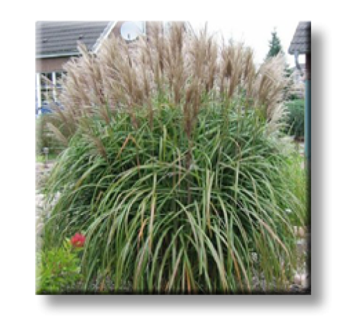 Miscanthus sinensis Malepartus /  Мискантус