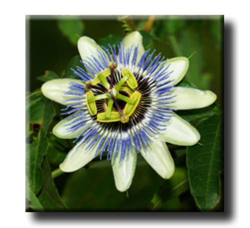 Passiflora caerulea / Пасифлора синя