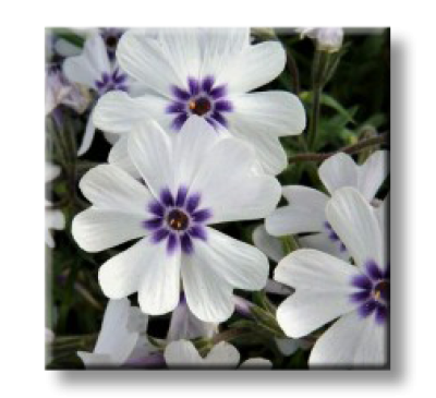 Phlox subulata BAVARIA / Флокс стелещ