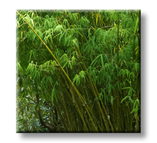 Phyllostachys bissetii / Бамбук