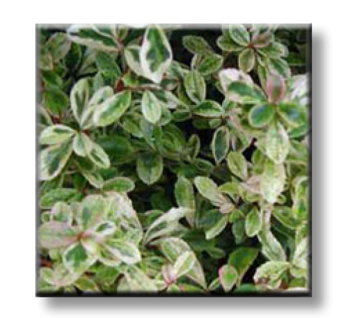 Pyracantha variegata / Пираканта пъстролистна