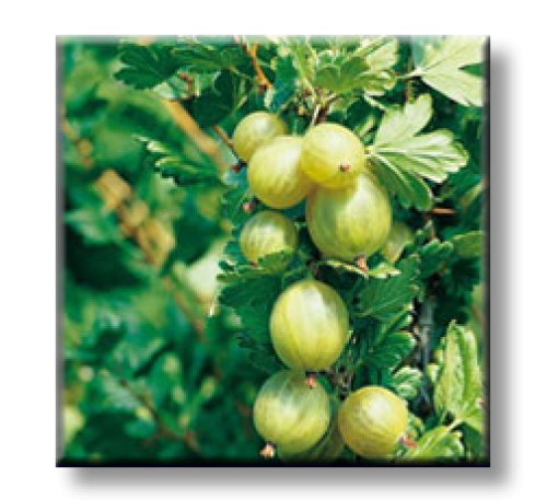 Ribes uva crispa / Цариградско грозде, Бодливо грозде