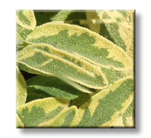 Salvia officinalis Aurea / Салвия пъстролистна