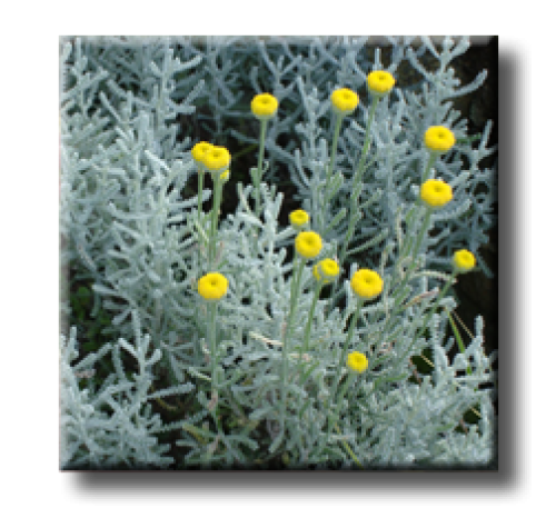 Santolina chamaecyparissus / Сантолина Сребриста