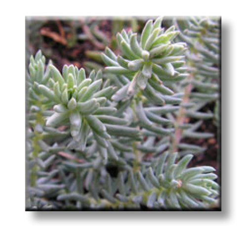 Sedum reflexum / Седум рефлексум