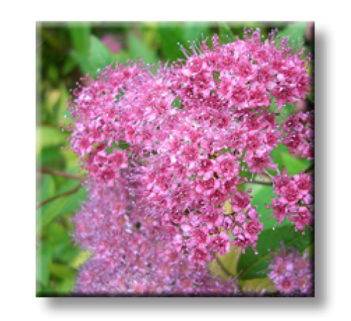 Spiraea Japonica Anthony waterer / Спирея японика