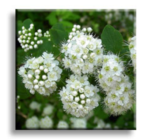 Spiraea x vanhouttei / Спирея Майски сняг