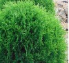Thuja occidentalis Tiny Tim / Западна туя Тайни Тим