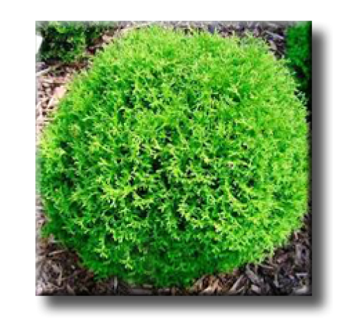 Thuja occidentalis Tiny Tim / Западна туя Тайни Тим