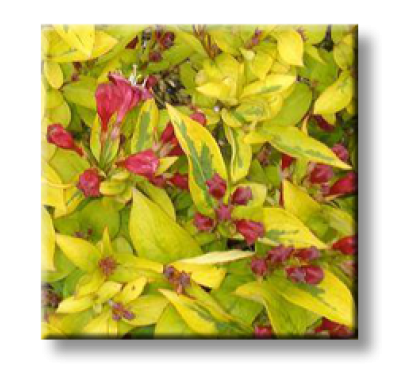 Weigela florida Golden leaf