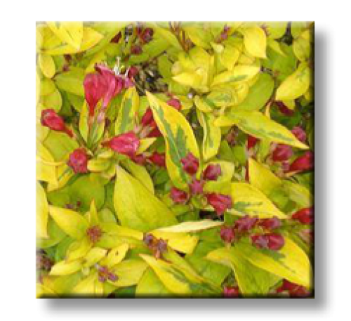 Weigela florida Golden leaf