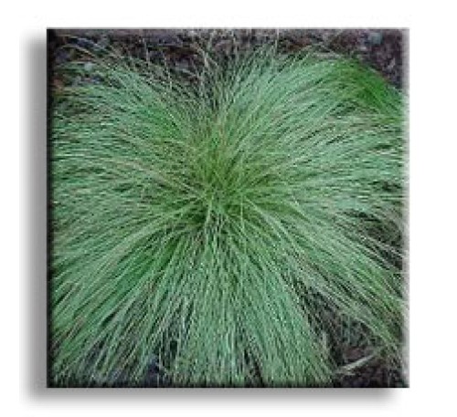 Carex comans Frosted Curls