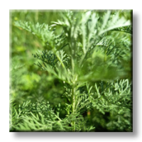 Artemisia pontica / Понтийски пелин, Кадънска кълка