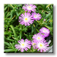 Delosperma Violet Wonder / Делосперма светло виолетова