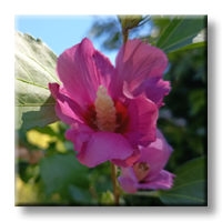 Hibiscus / Хибискус градински - розов, дървовидна ружа