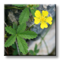 Potentilla Reptans L. / Петопръстник