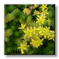 Sedum sexangulare / Седум шестостранен