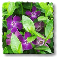 Vinca minor Atropurpurea /  Малка винка, Зеленика, Винка минор