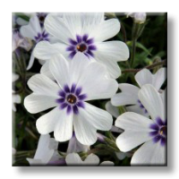 Phlox subulata BAVARIA / Флокс стелещ