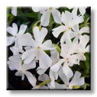 Phlox subulata White / Флокс стелещ бял